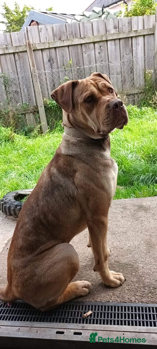 Mixed Breed dogs Roxy CorsoMix - Advert 1