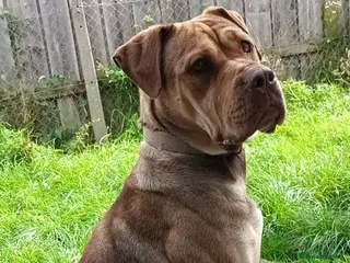 Mixed Breed dogs Roxy CorsoMix - Advert 2