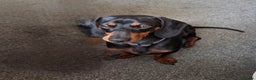 Miniature Dachshund dogs for sale: Bailey - Advert 3