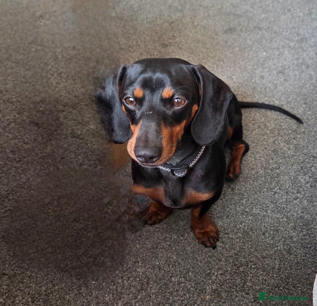 Miniature Dachshund dogs for sale: Bailey - Advert 3