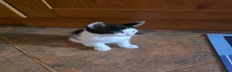 Mixed Breed cats for sale: 2 tuxedo male kittens in Taunton - Advert 5