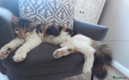Maine Coon cats for sale: Fluffy crossed maine coon kittens for sale - Image 25