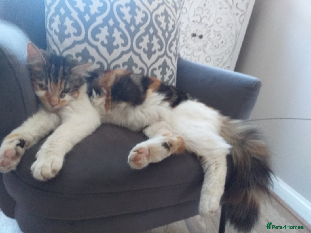 Maine Coon cats for sale: Fluffy crossed maine coon kittens for sale - Image 25