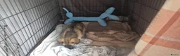 Mixed Breed dogs for sale: Heartbreaking Rehome in Aberdeen - Advert 3