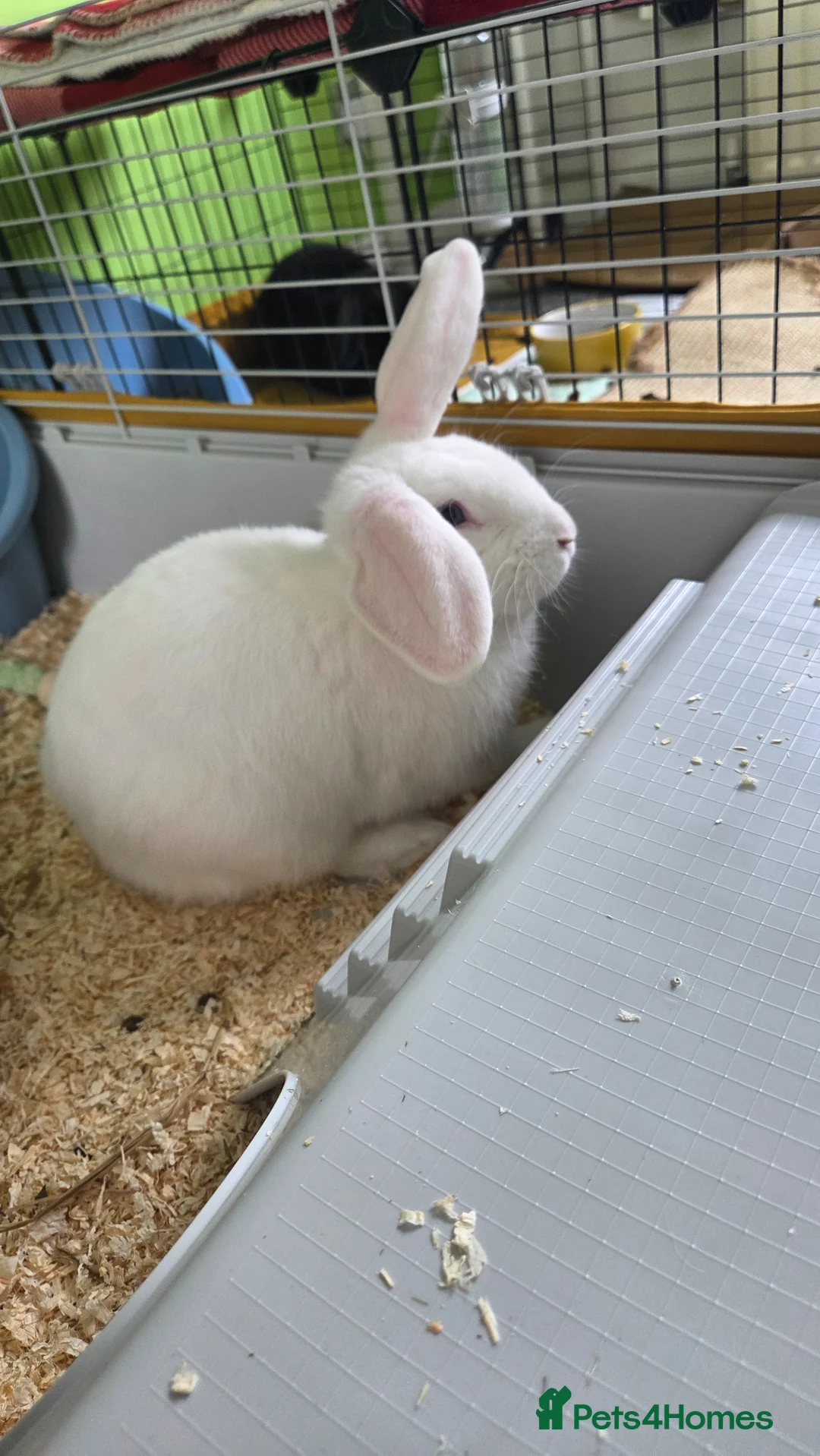 Mixed Breed rabbits for sale: 2 male rabbits and starter kit  in Airdrie - Advert 1