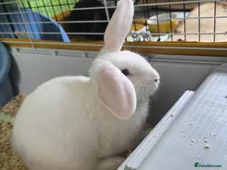 Mixed Breed rabbits 2 male rabbits and starter kit - Advert 2