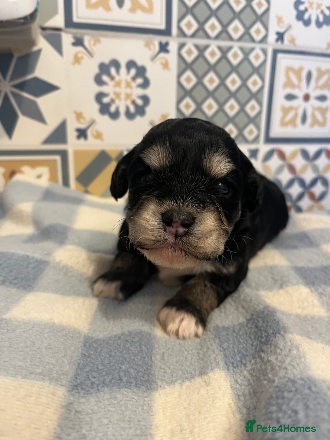 Maltipoo dogs for sale: Maltipoo puppies ready 8th January - Advert 5