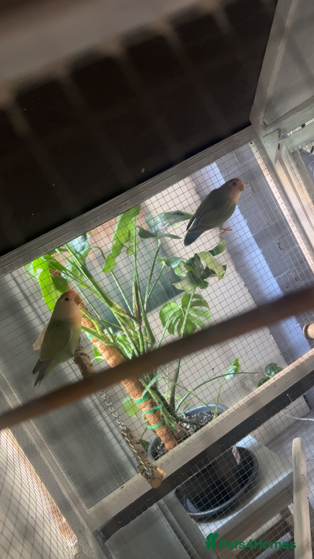 Lovebirds birds for sale: Lovebird Pair - Image 2