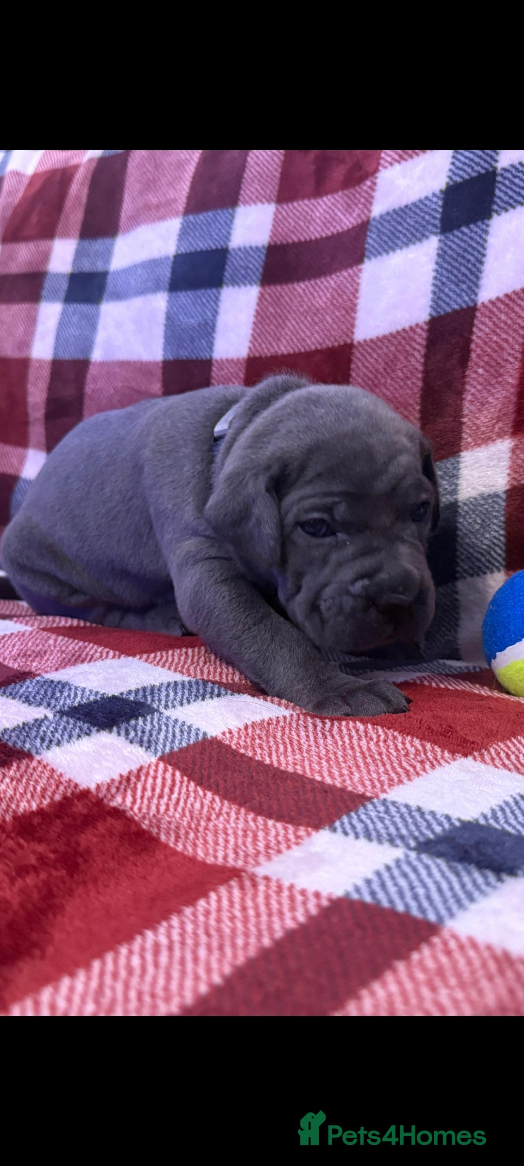 Cane Corso dogs for sale: ONE & ONLY UK LITTER DEL DYRIUM BLOOD LINES  🖤  - Advert 8