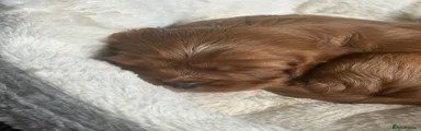 Cavalier King Charles Spaniel 3