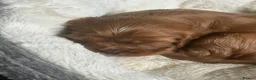 Cavalier King Charles Spaniel dogs for sale: Beautiful KC Registered Litter - Advert 13