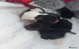 Mixed Breed dogs for sale: Beautiful Mini Yorkshire Terrier/ Biewer Litter  - Image 2
