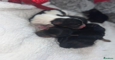 Mixed Breed dogs - Advert 6