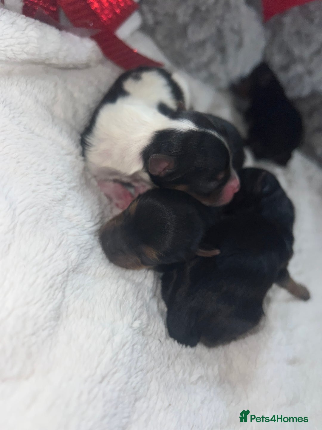 Mixed Breed dogs for sale: Beautiful Mini Yorkshire Terrier/ Biewer Litter  - Image 2