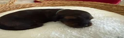 Miniature Dachshund dogs for sale: Show class mini longhair pups from Crufts winner  - Advert 26