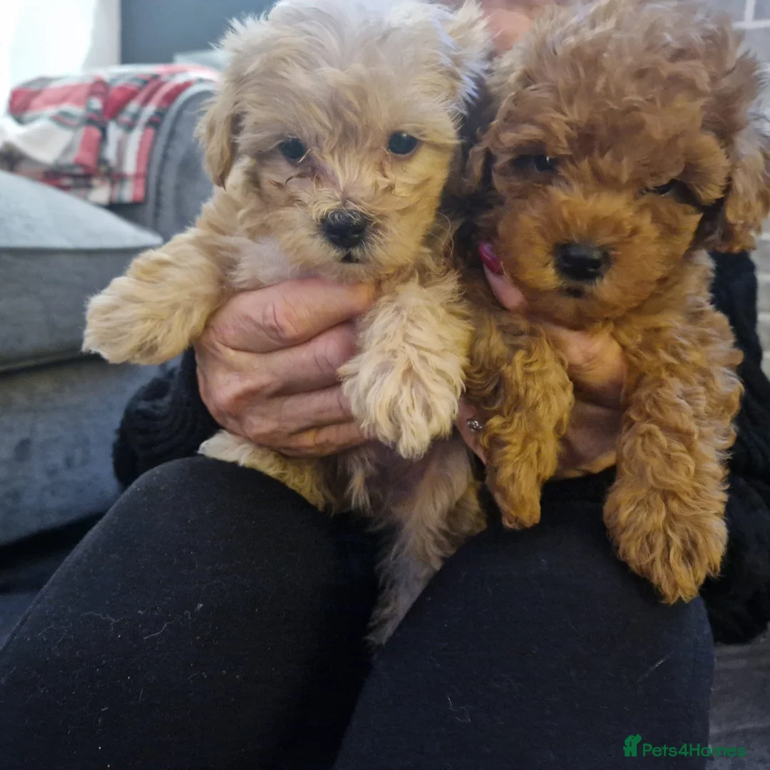 Maltipoo dogs for sale: 2 boys - Advert 6
