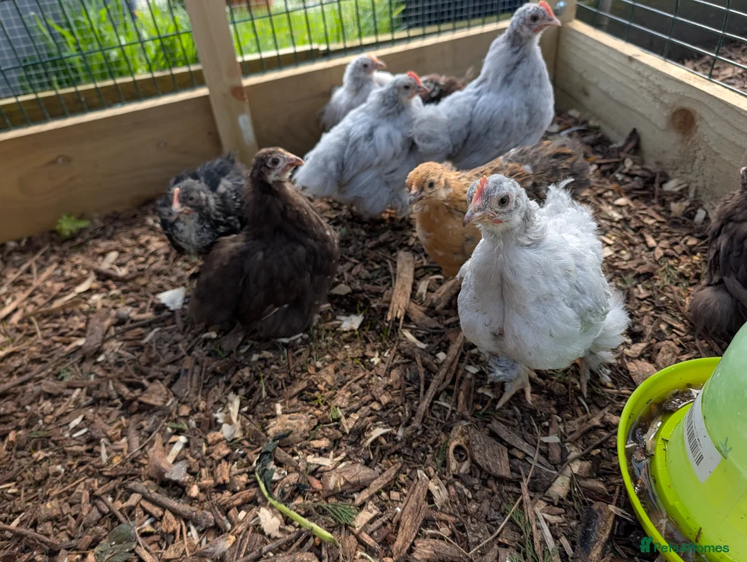 Chickens poultry for sale: Pekin bantams - Advert 1