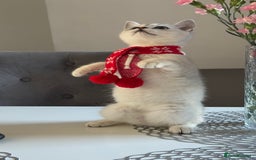 Scottish Fold cats for sale: Scottish Straight Boy - Image 6