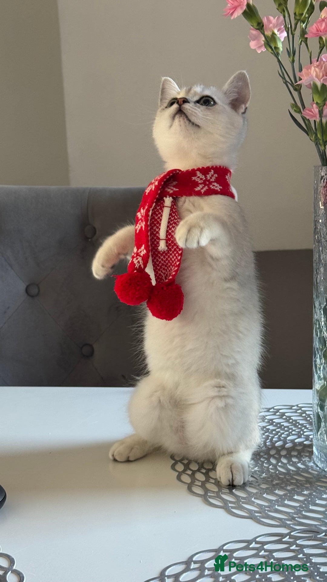 Scottish Fold cats for sale: Scottish Straight Boy - Image 6