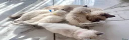Ragdoll cats for sale: Ragdoll kittens - Advert 2