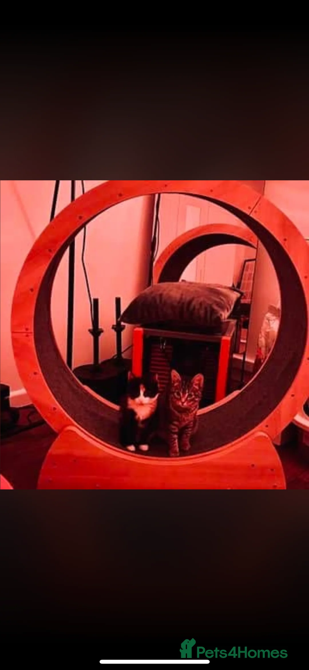 Domestic Shorthair cats for sale: Tabby rescue kittens 🥰🧡 - Advert 7