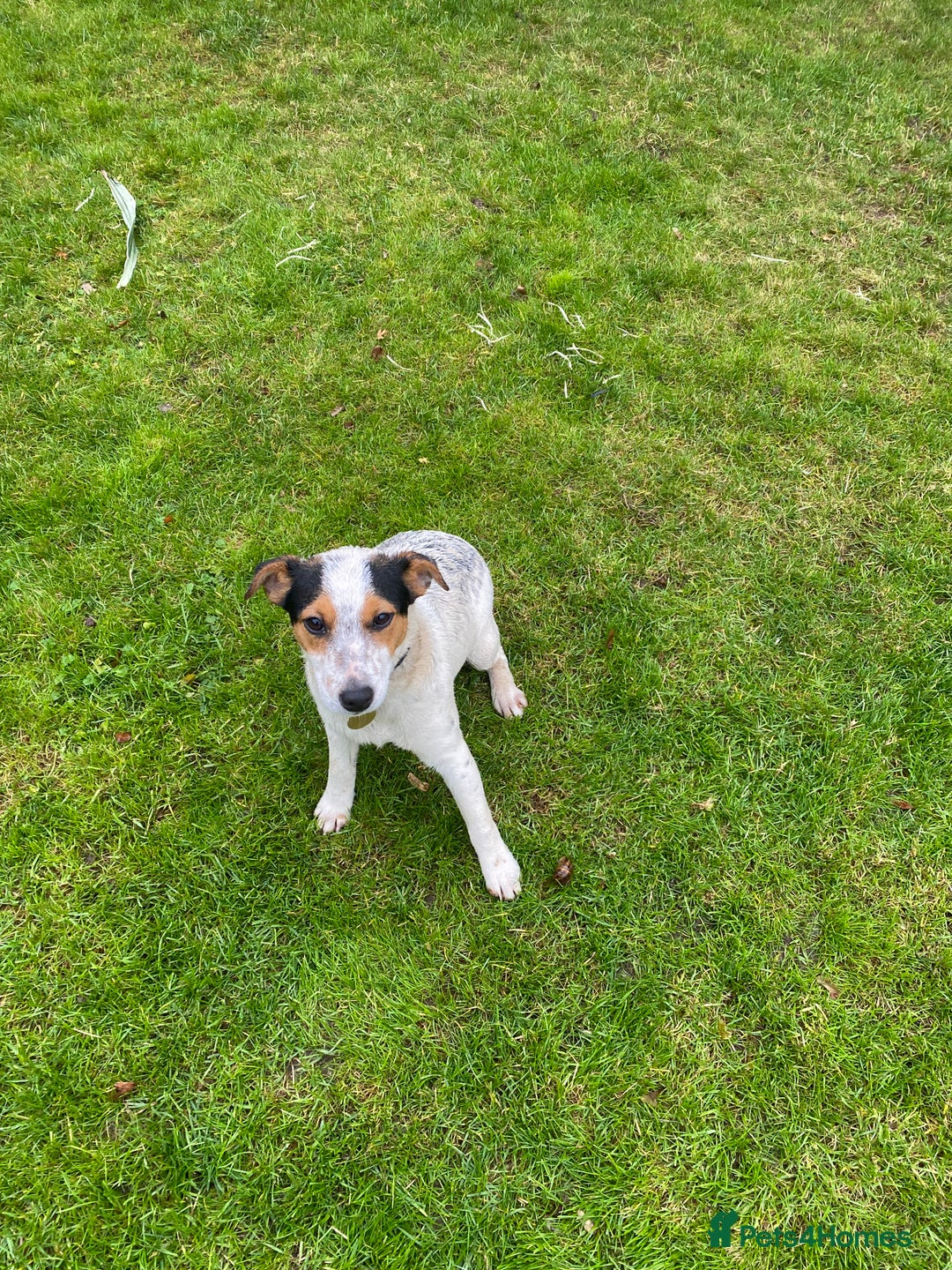 Jack Russell dogs for sale: 2 beautiful dogs for sale - Advert 5