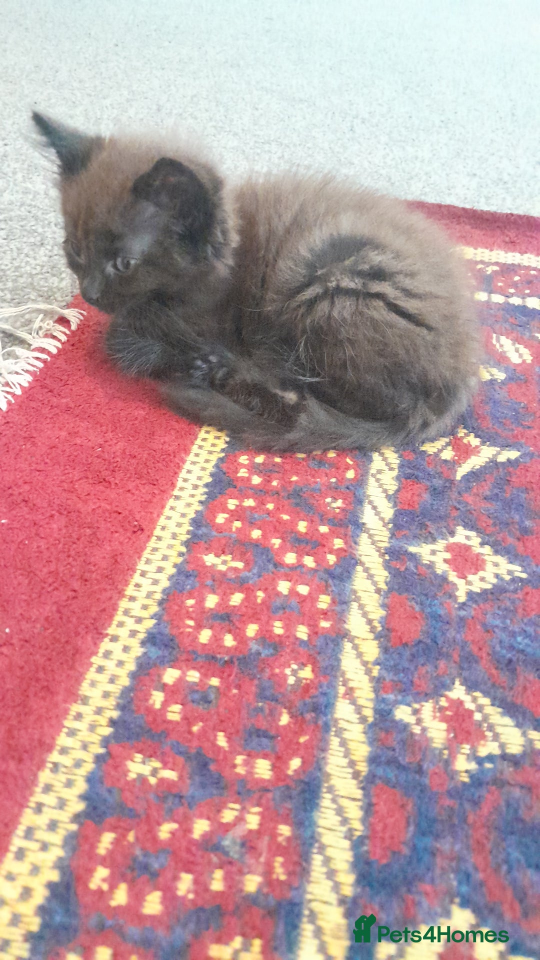 British Shorthair cats for sale: British Shorthair - Image 3