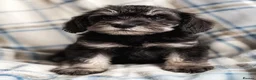 Schnoodle dogs for sale: Extremely Rare Merle Schnoodle Girl & Boy  - Advert 6