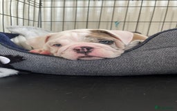 English Bulldog dogs for stud: British Bulldog Stud - First time available.  - Image 2