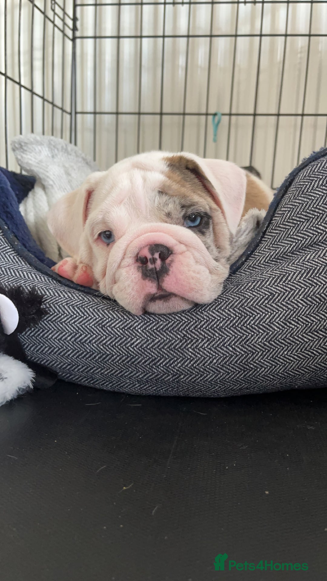 English Bulldog dogs for stud: British Bulldog Stud - First time available.  - Image 2