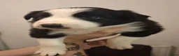 Border Collie dogs for sale: Stunning border collie pups - Advert 3