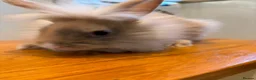 Lionhead rabbits for sale: 2 male lion head boys both brothers - Advert 10