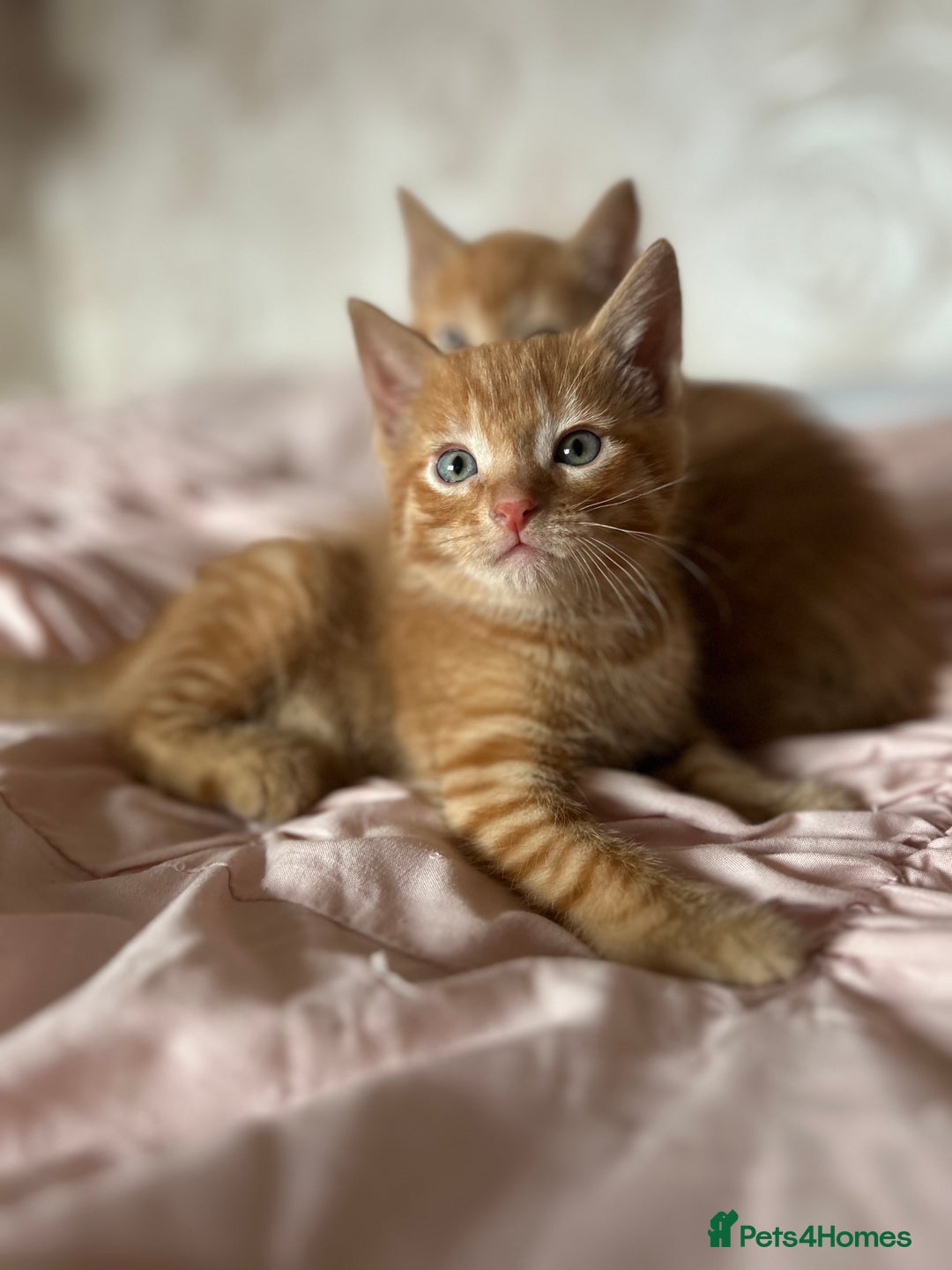 Mixed Breed cats for sale: orange mixed breed kittens  - Advert 15