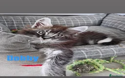 Maine Coon cats for sale: Affectionate Pure Breed Mainecoon Kittens - Image 9