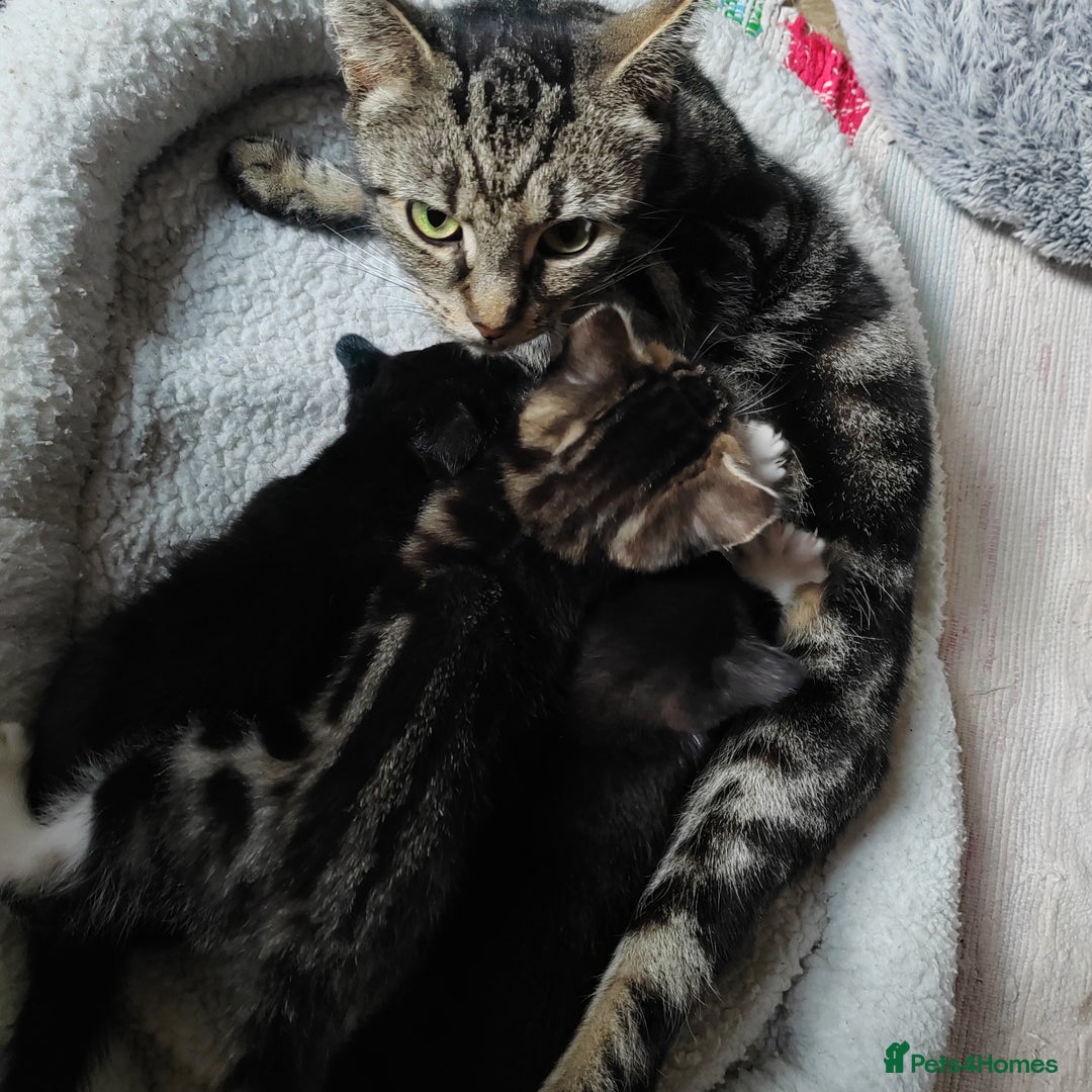 Mixed Breed cats for sale: Marble Bengal cross  - Image 2