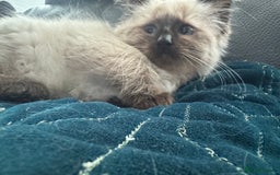 Ragdoll cats for sale: 2 stunning seal point ragdoll boys  - Image 23