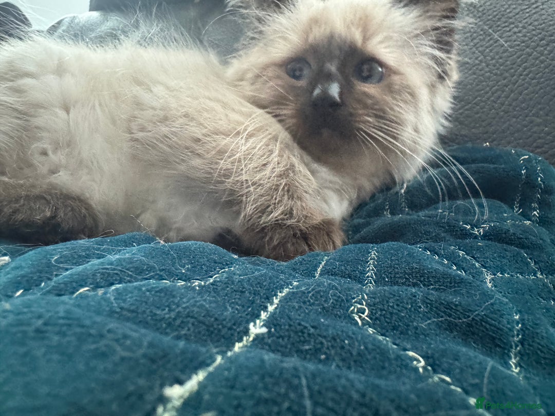 Ragdoll cats for sale: 2 stunning seal point ragdoll boys  - Image 23