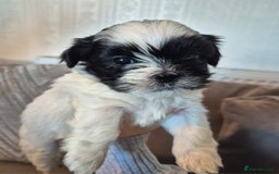 Lhasa Apso dogs for sale: Lhaso Apso Puppies  - Image 23