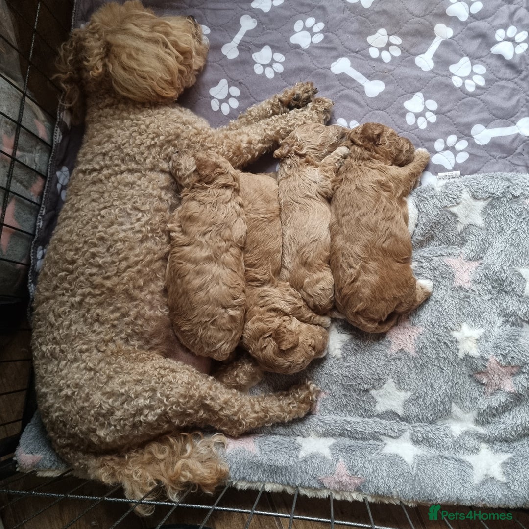 Maltipoo dogs for sale: Adorable Miniature Maltipoo Pups for sale - Image 8