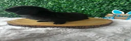 Mini Lop rabbits for sale: Mini Lops Rabbits Ready to leave 9.06.26 - Advert 10