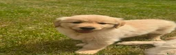 Golden Retriever dogs for sale: PUREBRED GOLDEN RETRIEVER PUPPIES – KC REGISTERED in Stamford - Advert 16