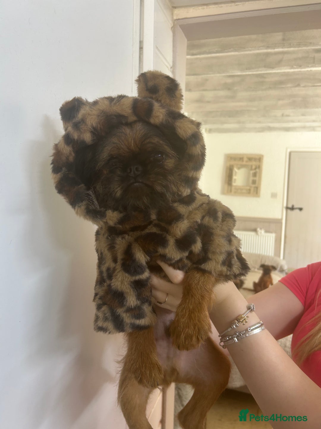 Griffon Bruxellois dogs for sale: Wolfy - Image 3
