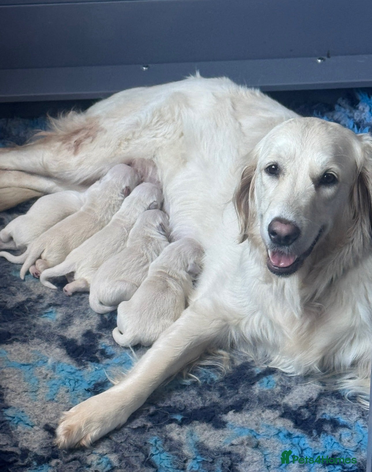 Golden Retriever dogs Outstanding KC Reg Golden Retriever Puppies - Advert 1