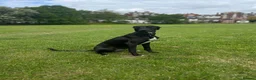 Mixed Breed dogs for sale: Looking to rehome  in Rye - Advert 4