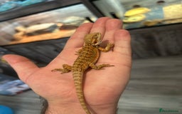 Bearded Dragon reptiles for sale: 60 Baby bearded dragons - Image 10