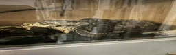 Python Snake reptiles for sale: Royal Python  in Deeside - Advert 1