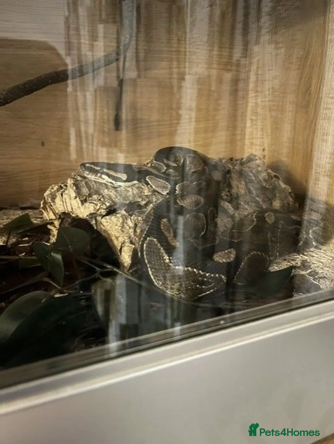 Python Snake reptiles for sale: Royal Python  in Deeside - Advert 1