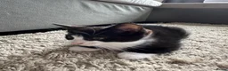 European cats for sale: TUXEDO KITTEN (FEMALE) - Advert 10