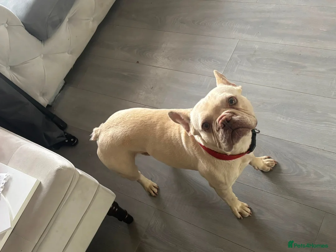 French Bulldog dogs for sale: Lovely lilac platinum boy here  in Sittingbourne - Advert 2