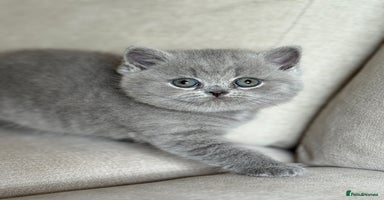 British Shorthair cats - Advert 13